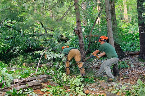 Best Stump Grinding Near Me  in Westwood, PA